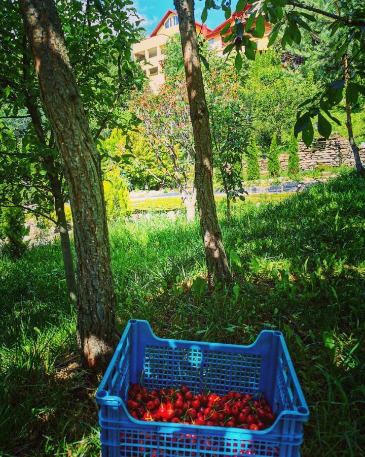 Doftana Apartaments Teşila Buitenkant foto