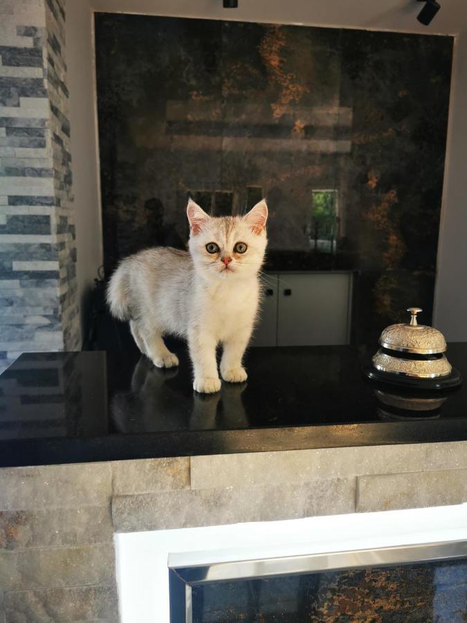 Doftana Apartaments Teşila Buitenkant foto